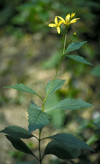 {Coreopsis latifolia}